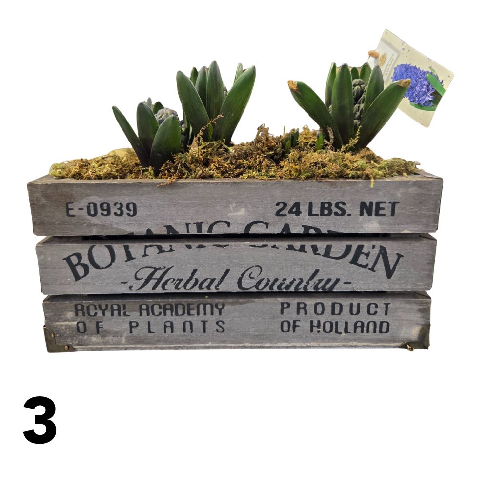 Hyacinth 29cm Botanic Garden Planter - (3 Bulbs) - (Choice of 4)