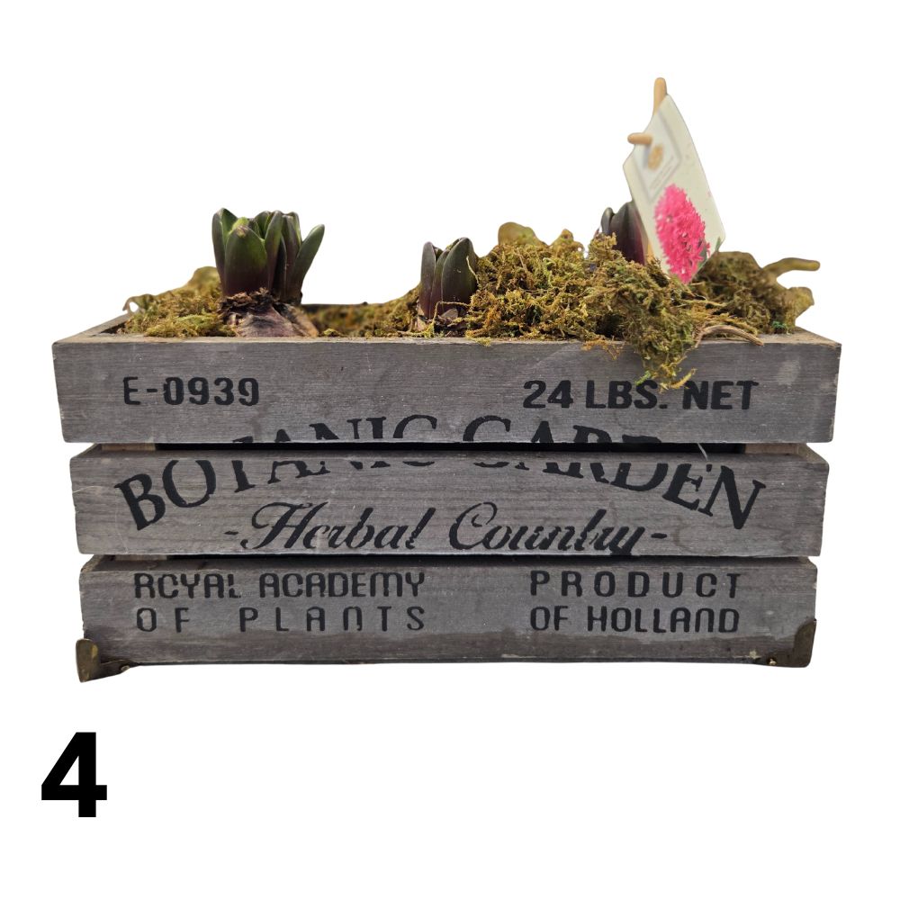 Hyacinth 29cm Botanic Garden Planter - (3 Bulbs) - (Choice of 4)