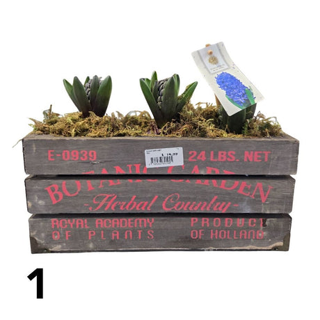 Hyacinth 29cm Botanic Garden Planter - (3 Bulbs) - (Choice of 4) - Old Railway Line Garden Centre
