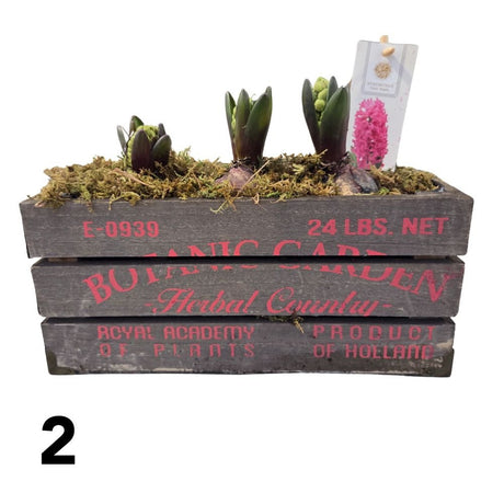 Hyacinth 29cm Botanic Garden Planter - (3 Bulbs) - (Choice of 4) - Old Railway Line Garden Centre
