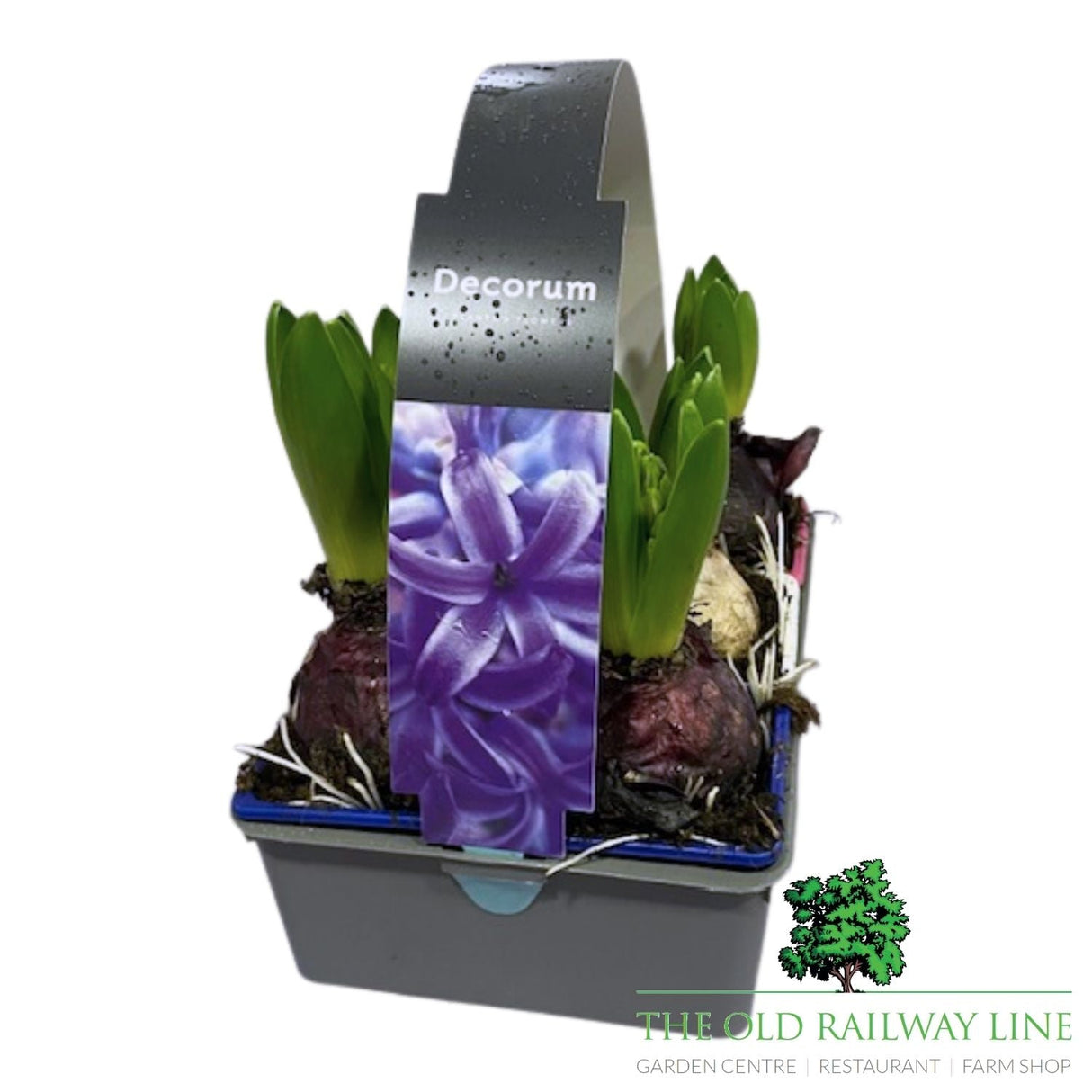 Hyacinth Mixed Plants (6 Pack) - Old Railway Line Garden Centre
