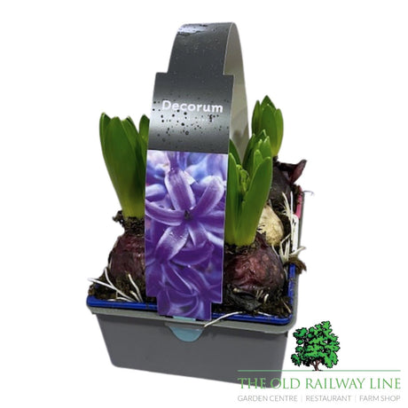 Hyacinth Mixed Plants (6 Pack) - Old Railway Line Garden Centre