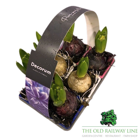 Hyacinth Mixed Plants (6 Pack) - Old Railway Line Garden Centre