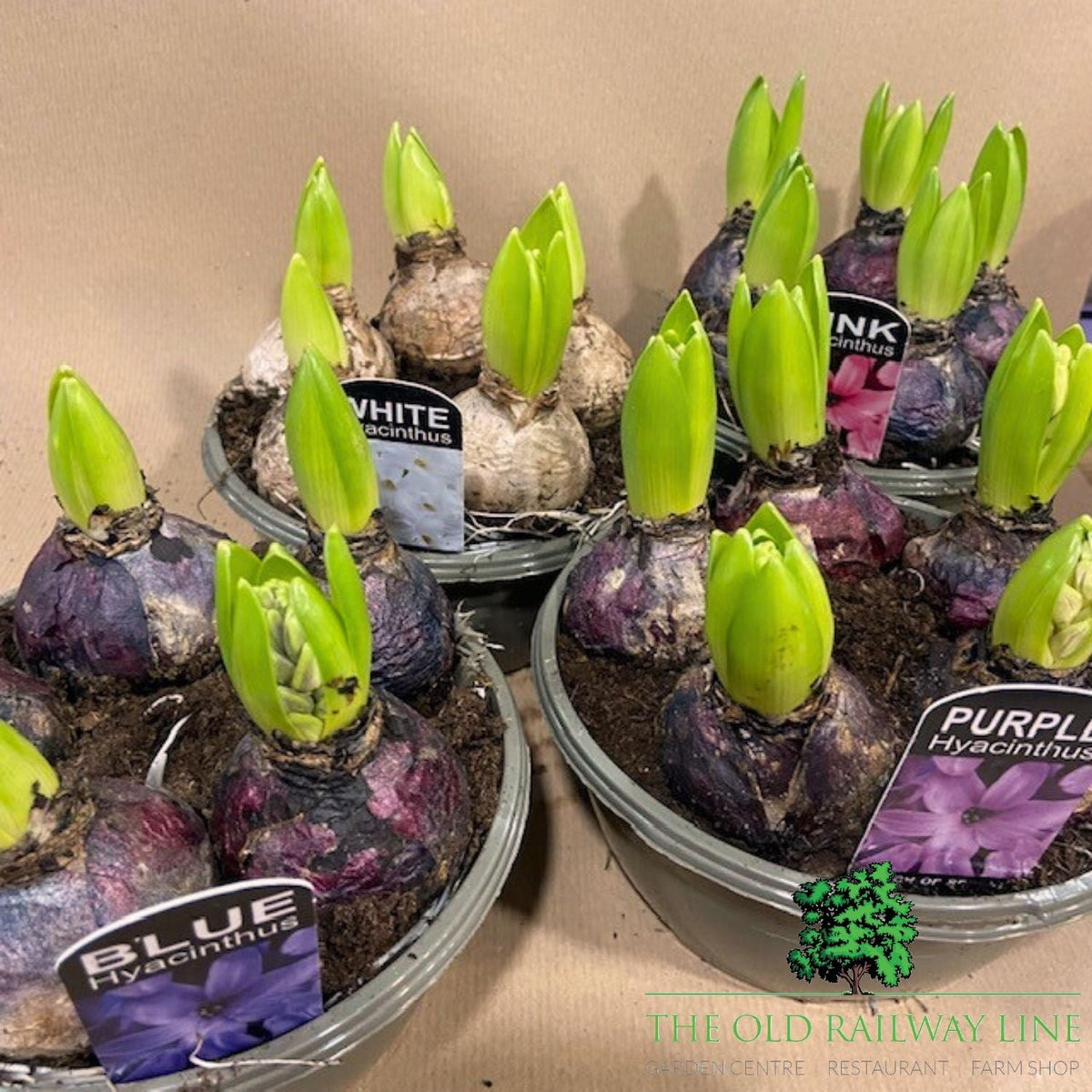 Hyacinth Planted Bowl - 16cm Pot (Choice of 4) - Old Railway Line Garden Centre
