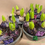 Hyacinth Planted Bowl - 16cm Pot (Choice of 4) - Old Railway Line Garden Centre