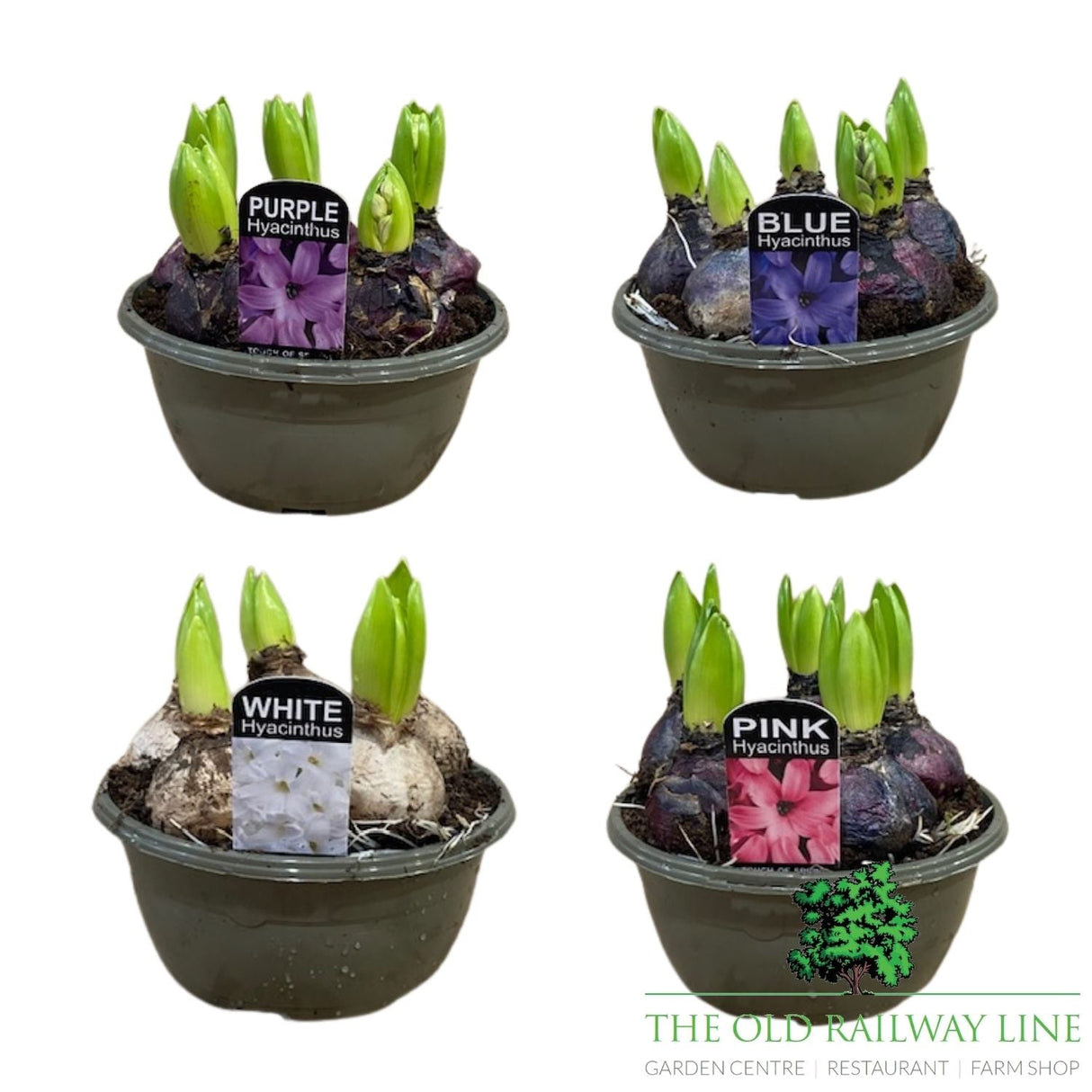 Hyacinth Planted Bowl - 16cm Pot (Choice of 4) - Old Railway Line Garden Centre