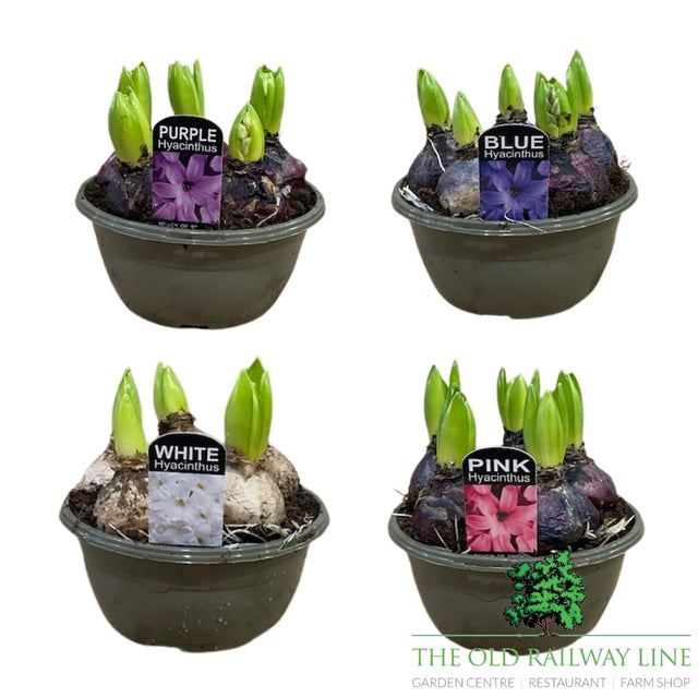 Hyacinth Planted Bowl - 16cm Pot (Choice of 4) - Old Railway Line Garden Centre