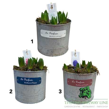 Hyacinth Planted Pot - 18cm Pot (Choice of 3) - Old Railway Line Garden Centre