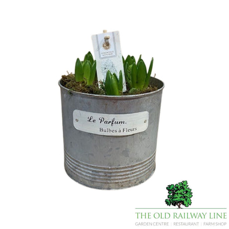 Hyacinth Planted Pot - 18cm Pot (Choice of 3) - Old Railway Line Garden Centre