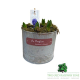 Hyacinth Planted Pot - 18cm Pot (Choice of 3) - Old Railway Line Garden Centre