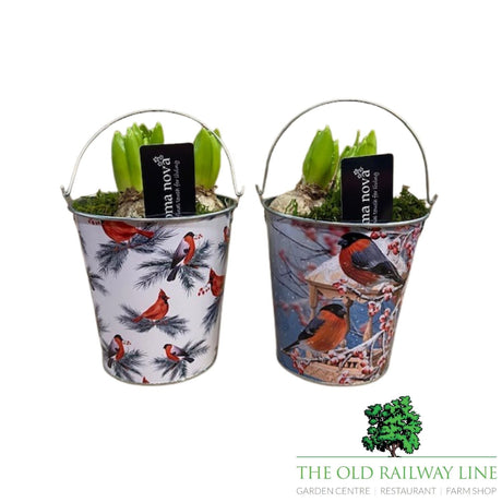 Hyacinth Snowy Songbird Planter - 14cm Pot (Choice of 2) - Old Railway Line Garden Centre
