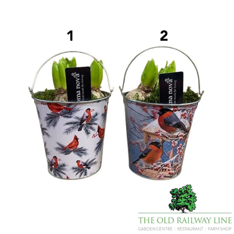 Hyacinth Snowy Songbird Planter - 14cm Pot (Choice of 2) - Old Railway Line Garden Centre