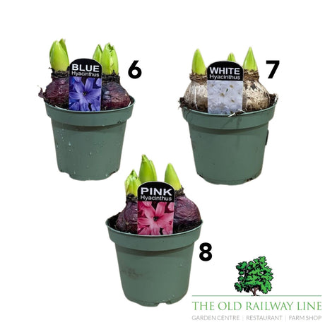 Hyacinth Planted Pot - 12cm Pot (Choice of 8)