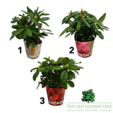 Rhododendron Plant Mixed - 2Ltr Pot