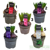 Hyacinth Planted Pot - 12cm Pot (Choice of 8)