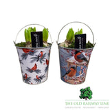Hyacinth Snowy Songbird Planter - 14cm Pot (Choice of 2)