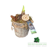 Hippeastrum Wooden Planter - 15cm Pot