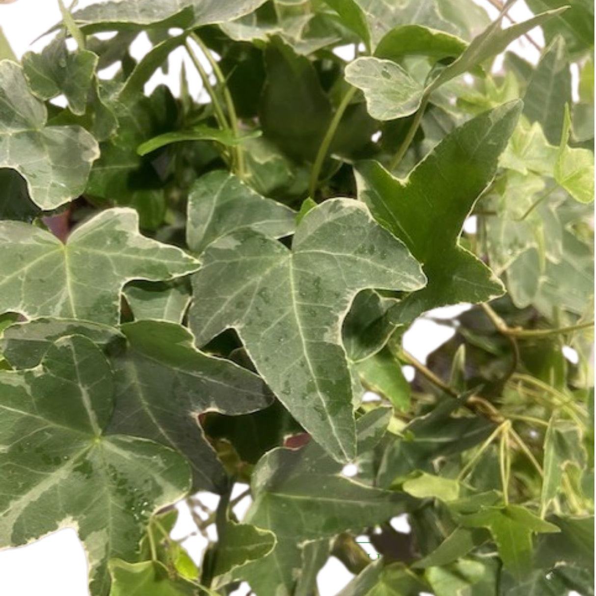 Hedera Assorted Ivy Plant- 12cm Pot