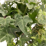 Hedera Assorted Ivy Plant- 12cm Pot