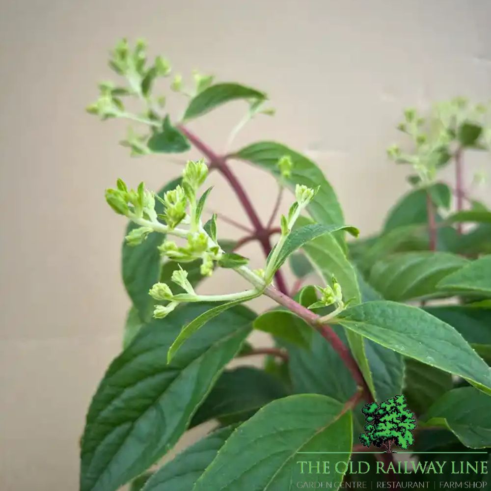 Hydrangea Paniculata Groundbreaker 'Blush' - 3Ltr Pot