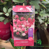 Hydrangea Paniculata Groundbreaker 'Ruby' - 3Ltr Pot