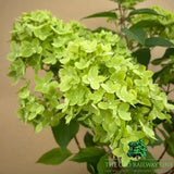 Hydrangea Paniculata Groundbreaker 'Green' - 3Ltr Pot