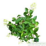 Hydrangea Paniculata Groundbreaker 'Blush' - 3Ltr Pot