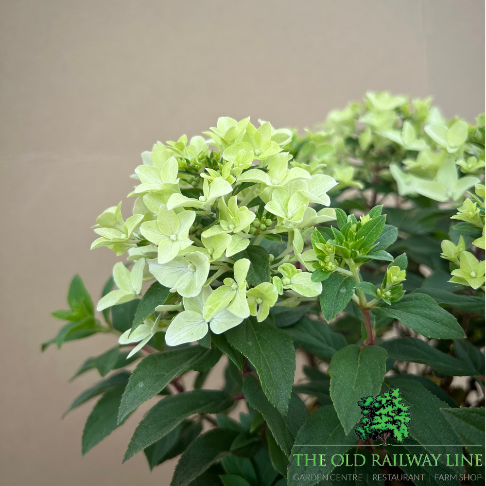 Hydrangea Paniculata Groundbreaker 'Ruby' - 3Ltr Pot