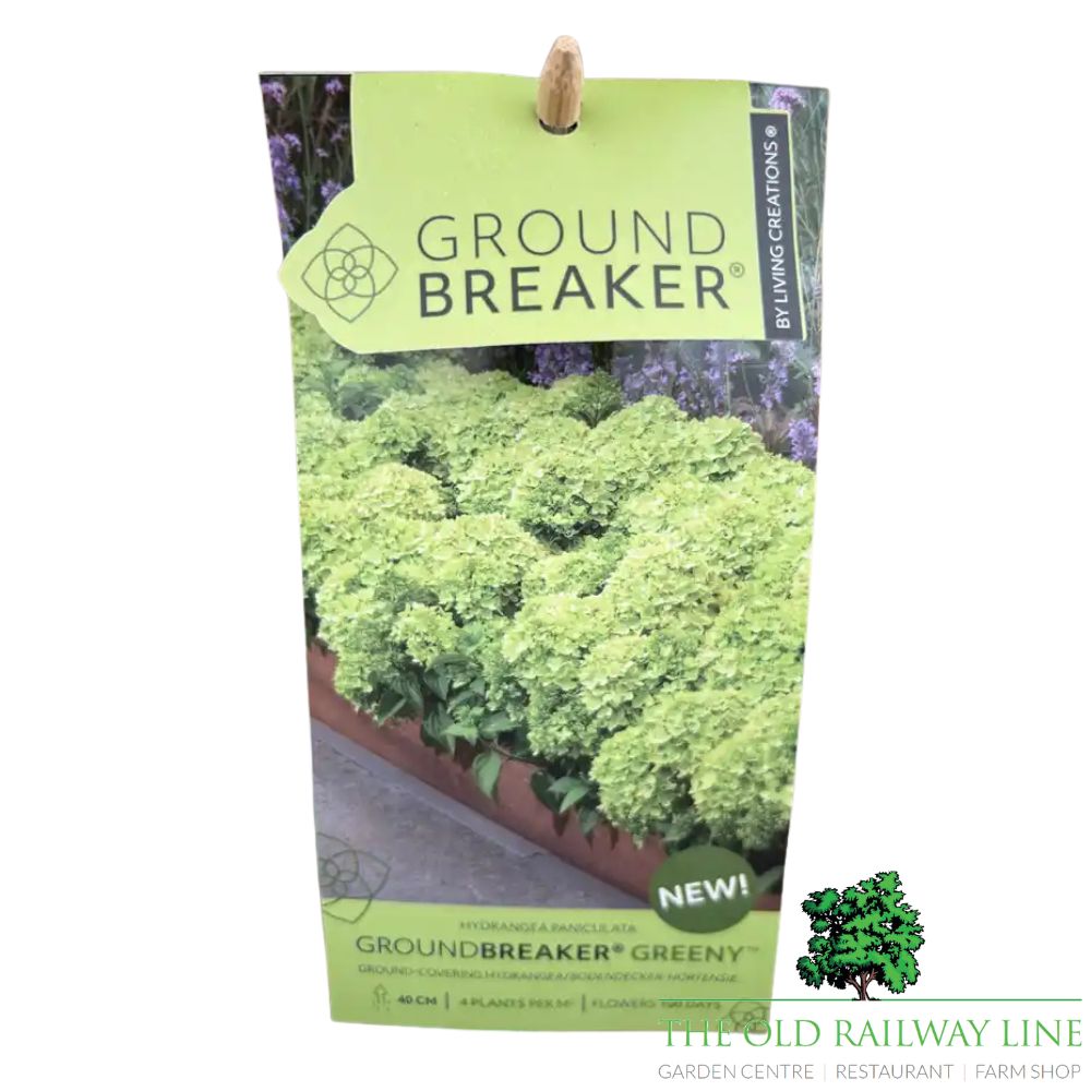 Hydrangea Paniculata Groundbreaker 'Green' - 3Ltr Pot