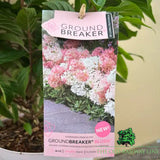 Hydrangea Paniculata Groundbreaker 'Blush' - 3Ltr Pot