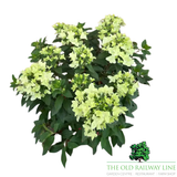 Hydrangea Paniculata Groundbreaker 'Ruby' - 3Ltr Pot