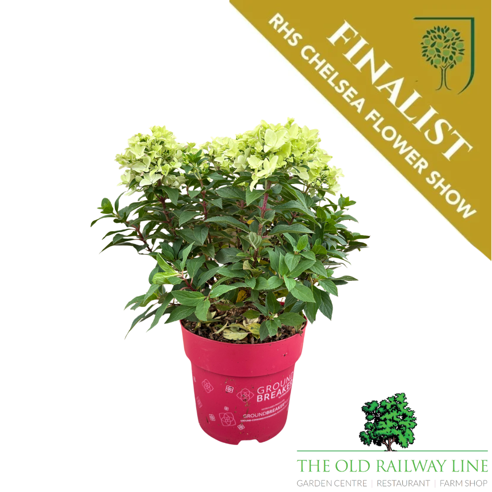 Hydrangea Paniculata Groundbreaker 'Ruby' - 3Ltr Pot