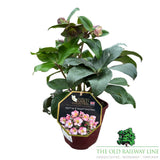 Hellebore 'Ice n Roses Early Rose' Plant - 2Ltr Pot
