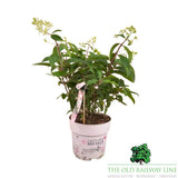 Hydrangea Paniculata Groundbreaker 'Blush' - 3Ltr Pot
