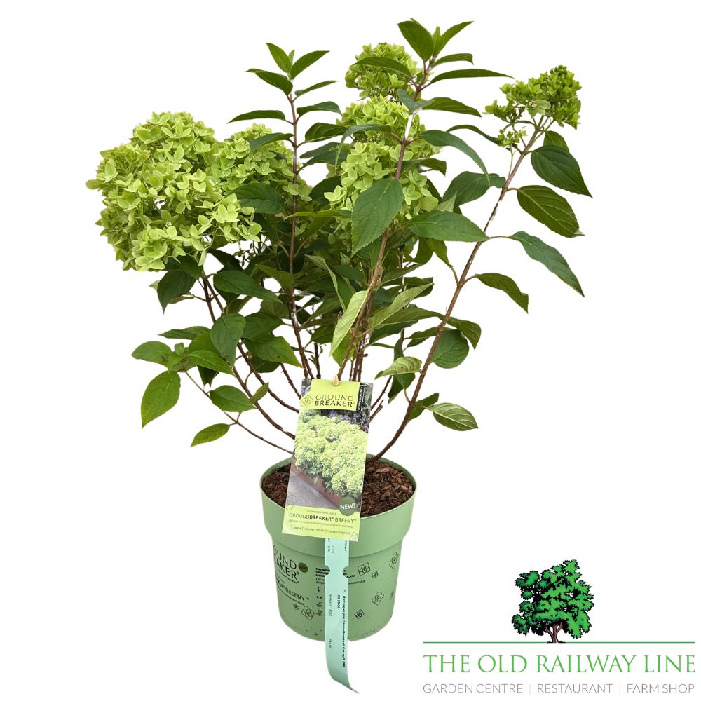 Hydrangea Paniculata Groundbreaker 'Green' - 3Ltr Pot