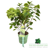 Hydrangea Paniculata Groundbreaker 'Green' - 3Ltr Pot