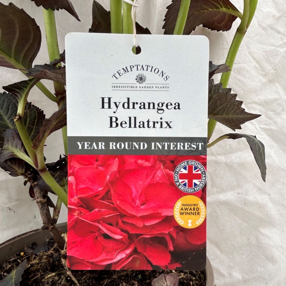 Hydrangea 'Mac Bellatrix' Plant - 3Ltr Pot