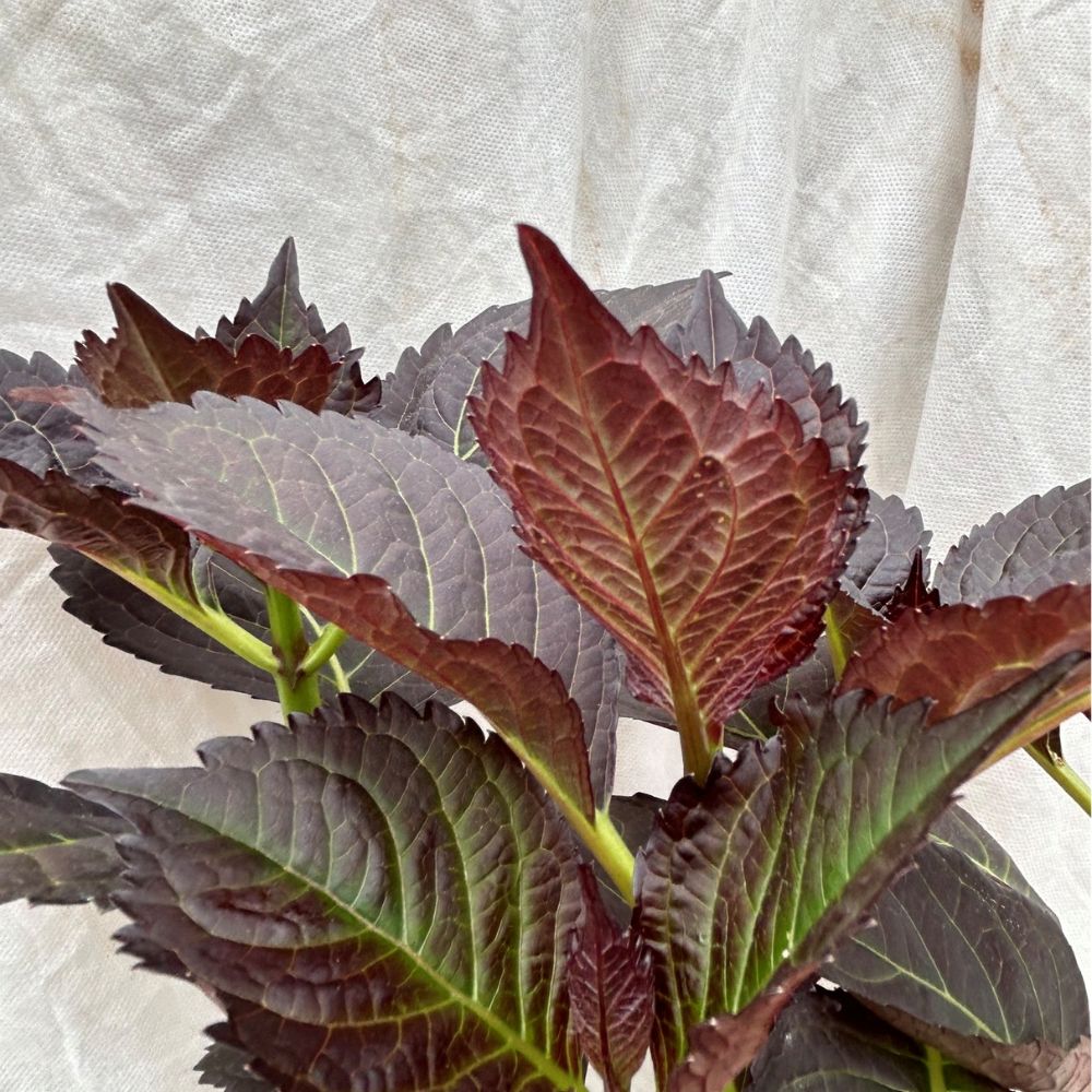 Hydrangea 'Mac Bellatrix' Plant - 3Ltr Pot