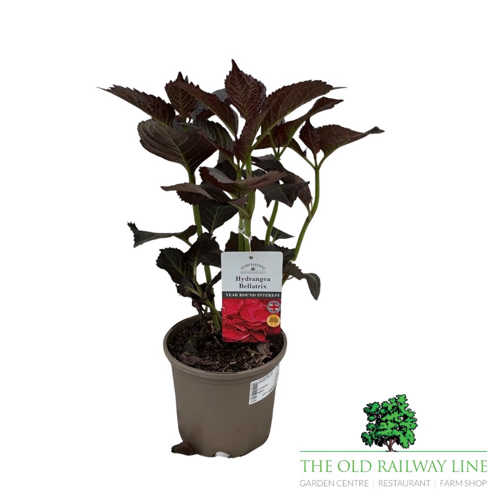 Hydrangea 'Mac Bellatrix' Plant - 3Ltr Pot