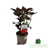 Hydrangea 'Mac Bellatrix' Plant - 3Ltr Pot