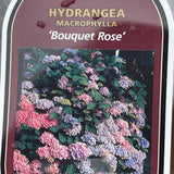 Hydrangea macrophylla 'Bouguet Rose' Plant - 3Ltr Pot