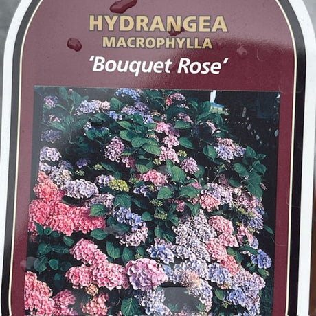 Hydrangea macrophylla 'Bouguet Rose' Plant - 3Ltr Pot