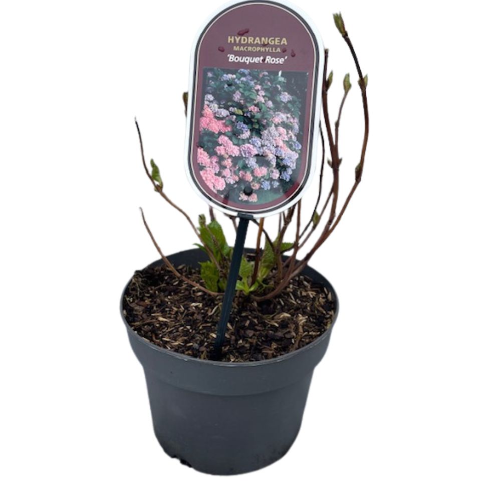 Hydrangea macrophylla 'Bouguet Rose' Plant - 3Ltr Pot