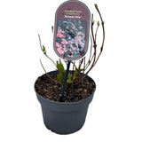 Hydrangea macrophylla 'Bouguet Rose' Plant - 3Ltr Pot