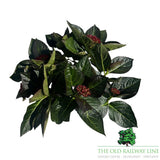 Hydrangea Macrophylla 'Royalty Beauty of Boskoop' 3.5Ltr Pot