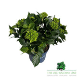 hydrangea macrophylla 'Royalty Lady Mata Hari Blue' 3.5Ltr Pot