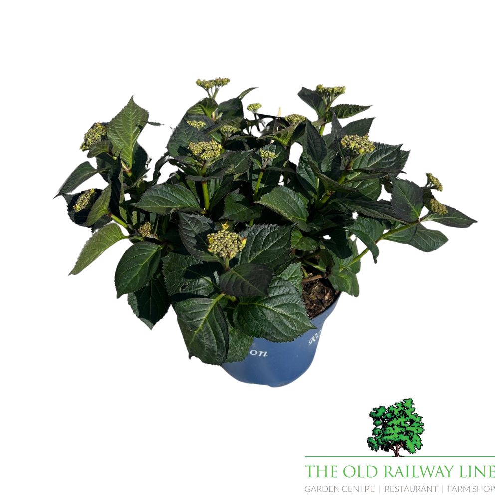 hydrangea macrophylla 'Royalty Tiffany Purple' 3.5Ltr Pot