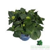 hydrangea macrophylla 'Royalty Fabolo Blue' 3.5Ltr Pot