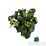 hydrangea macrophylla 'Royalty Artic Circle' Plant - 3.5Ltr