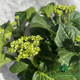 Hydrangea Macrophylla 'Royalty Five Wings' 3.5Ltr Pot